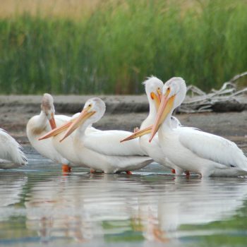 Adult and juvenile white American Pelicans chilling for the evening.