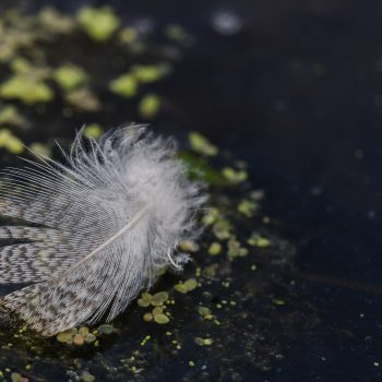 Flora vs Fauna. A delicate feather rests on the water's edge.