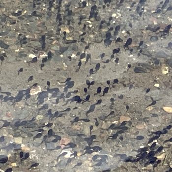 Western Toad tadpoles in Summit Lake near Nakusp, June 2023.
