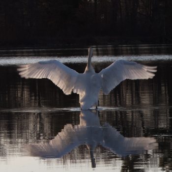 This photo is a swan spreading its wings on a fall evening.