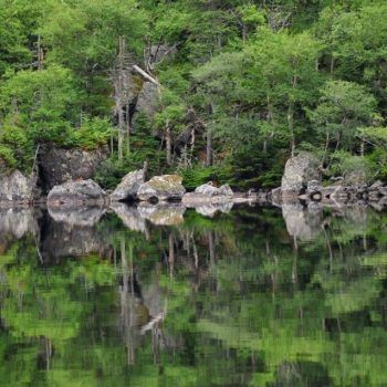 The pond and the shoreline were mirror images of each other of that day. The pond was like a sheet of glass.