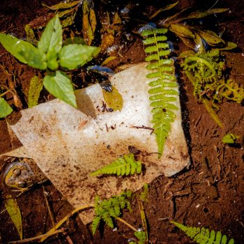 The negative environmental impacts of wet wipes are undeniable as is seen on this photo where a small frog peeking out from underneath a wet wipe discarded in the marsh on the west side of Rolley Lake ...