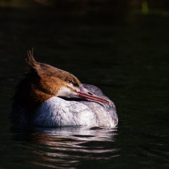 Merganser in the morning.