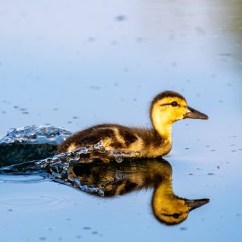 A mallard duckling with the zoomies!