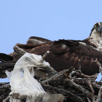 It is a beauty nest for this Osprey with young ones in the nest....too bad about the garbage that has become part of their home.