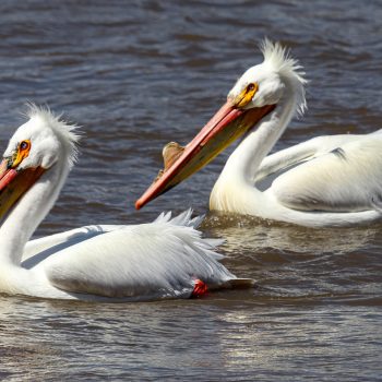 Thankfully our pelicans continue to return and breed every year.