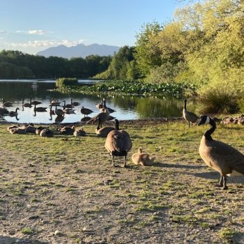 A Family day.
I took this photo around 7PM on a beautiful spring day. Lots of babies geese and their parents enjoying the sunset.