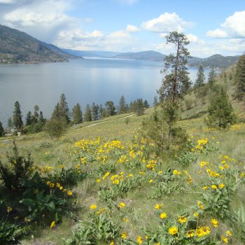 View of Lake Okanagan looking north from atop Knox Mountain.