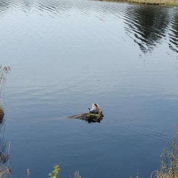 A little lake by Alfred Goose sanctuary in the Whiteshell Provincial Park in MB.