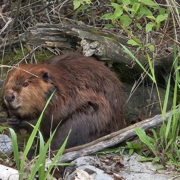 Surprised a beaver whom was taking a nap in the afternoon nestled in some lake side bushes. Diversity impact at its best
