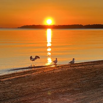 Erie shores sunset.