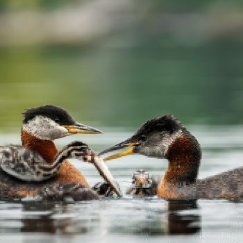 Meal time!!!
Red-necked Grebe's family.
Dad brings food, mostly minnows until all chicks are fed. For chicks, it's a learning experience. They learn how to handle their food, and how to get fish bac ...