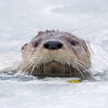 River otter peaking out of a crack in the ice.