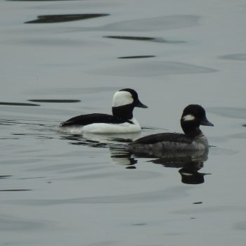 A pair of Bufflehead ducks taking a tour of the lake in April 2024.