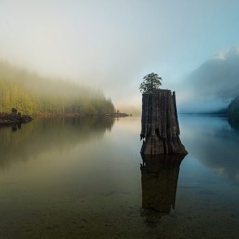 This old growth stump, now a nurse log, sits in the Buntzen Lake reservoir on a foggy morning.