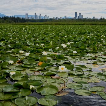 A view towards Lougheed Village and surrounding high-rises from the east end of Burnaby lake, overlooking a patch of water lilies. The lake is centrally located in Burnaby and is a destination for loc ...