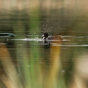 Just a little Coot bathing himself at dusk...