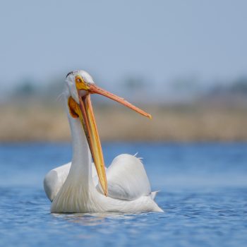 This photo is of an American White Pelican at Frank Lake. Frank Lake is an important productive wetland that provides habitat for approximately 190 plant spp., 194 bird app., and 16 mammal app.