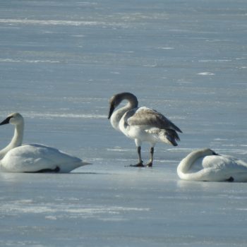 Waiting for Spring - some swans sit on the ice on a warm early spring day hoping for a thaw.