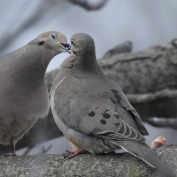 Mamma feeding fledgling Dove.