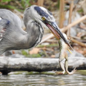 Blue heron having lunch.