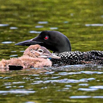 Mother Loon and Loon chick resting after fishing lessons.