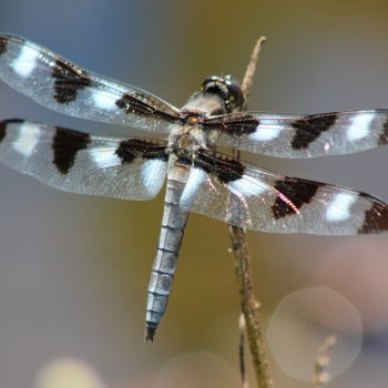 We love the so many dragonflies hovering around the dock and eating so many mosquitoes!!!