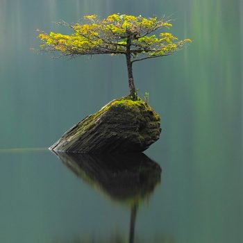 The famed fairy tree on Fairy Lake, BC.