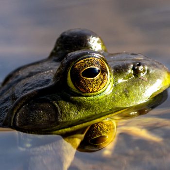 This is a green frog that I saw by the side of the road at Lake Opinicon, near the Queen's University Biological Station. This waterway is part of the Rideau Canal, a UNESCO World Heritage site that l ...