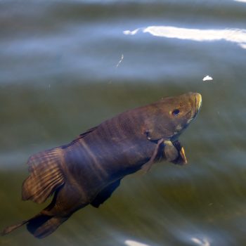 We've named this bass Gilles. Gilles comes to visit whenever we are on the dock or swimming and enjoys the odd tadpole or small frog snack :)