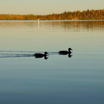 Promenade de canard par un beau matin d’automne.