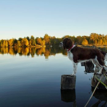 Scarlett regardant le Lac Dufault un jour d’automne.