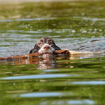 Est-ce de la biodiversité :) - Ma belle Scarlett s’amuse dans notre lac!