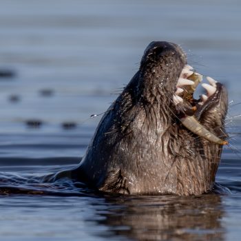 At the south part of Sturgeon Lake we have a strong population of beaver, muskrat and otters. Here is an otter enjoying a cray fish. Look at those teeth!