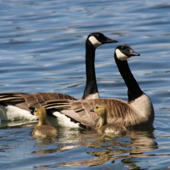 A family of Canadian Geese breezing through the chilly waters of Christina Lake. May 11th, 2024.