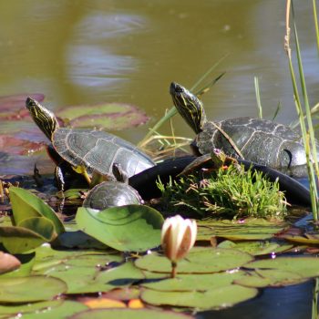 How many Painted Turtles can you see basking in the morning sun?