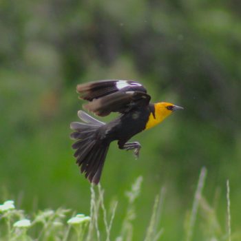 A Yellow-Headed Blackbird taking flight from the dewy meadows of Saddle Lake.