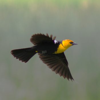 A Yellow-Headed Blackbird came by to say hi.