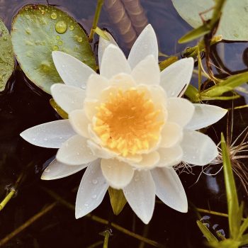 The Water Lily symbolizes birth, resurrection, purity and majesty.