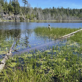 A lake with no clear shore. Many varieties of birds and plants with very little human activity via boats. Lots of Beavers.