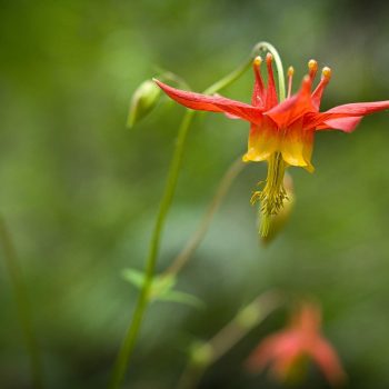 Western Columbine blooming, at the beginning of the Albas Falls Trail, Shuswap Lake, B.C.