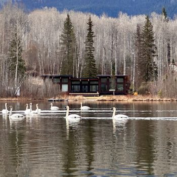 Trumpeter Swans.