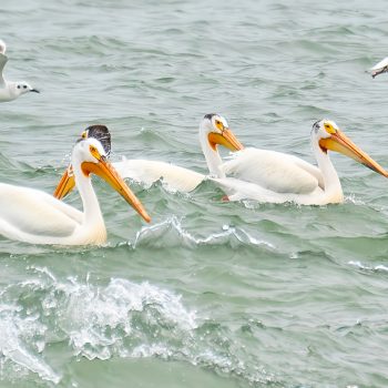 A breathtaking scene unfolded at the tip of Point Pelee as a majestic group of American White Pelicans glided gracefully across the water, their pristine feathers shimmering in the sunlight. Accompany ...