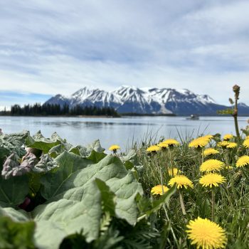 Taken on June 8th 2014 Saturday at Atlin Lake, British Columbia. A 2 hour drive from Whitehorse, Yukon. Using Iphone 14 pro max. Not a pro here. I just used whatever setting I have and took a shot.