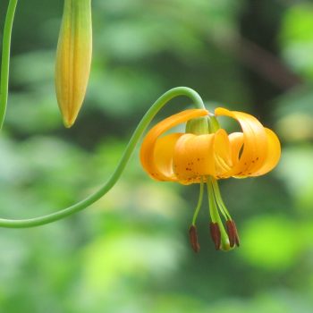 Tiger Lily near lake shore.