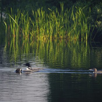 A Loon pair searching for food with their young one following.