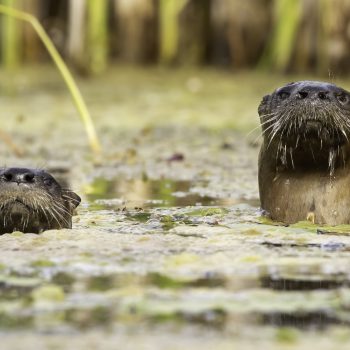 River otters playing in a wetland feeding Balsam Lake which is the summit of the Trent Severn system. The lake system is under pressure from increased nutrient loading and invasive species.