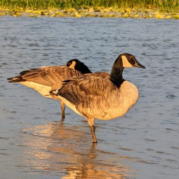 This photo shows a rare moment of unity between myself and these geese. Often ready to attack, these two were totally at peace.