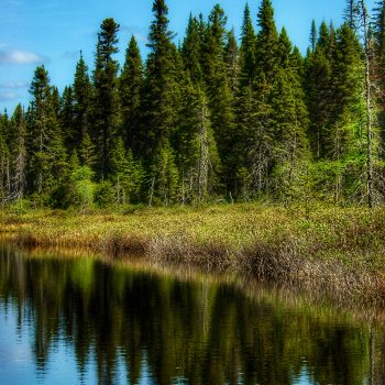 Lorsqu'un milieu forestier, comme les berges d'un lac, est sursaturé en eau, il se transforme tranquillement en tourbière. Les tourbières jouent un rôle important car elles stockent environ le dou ...