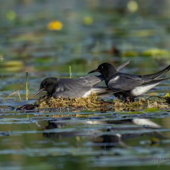 Here are black terns nesting in south part of Sturgeon Lake. They are of special concern as their floating nests are at risk from boat traffic.